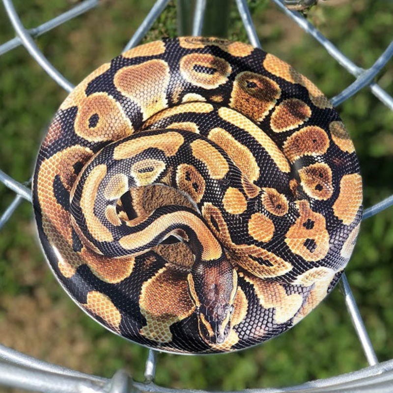 Snake Supercolor Discraft ESP Buzzz